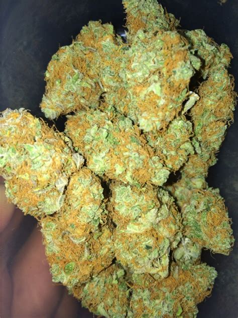 gucci x versace cake disposable strain|Gucci OG Marijuana Strain Information & Reviews .